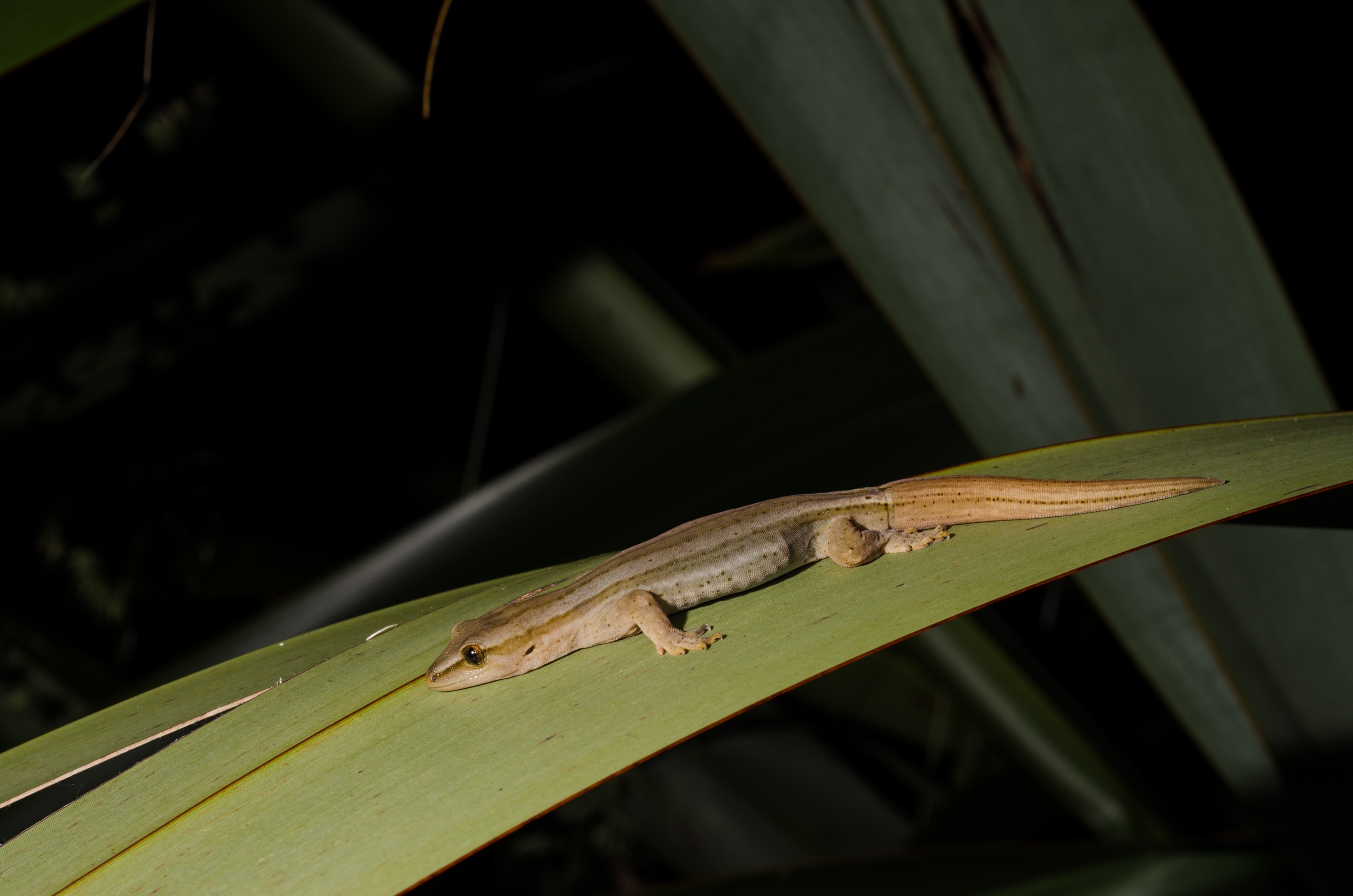 DSC_4334 – Gold, striped, Gecko, Woodworthia, chrysosiretica, lizard, taranaki, Crispin, reptiles, amphibians, rare, cold, blood, new, new zealand, zealand, nz